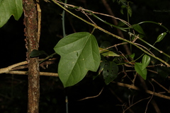 Passiflora pallida
