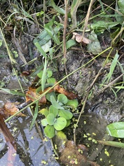 Pistia stratiotes