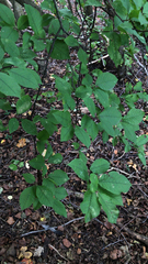 Prunus padus