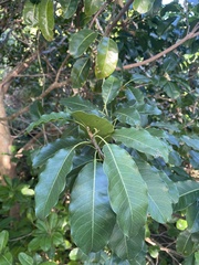 Sideroxylon foetidissimum