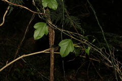 Passiflora pallida