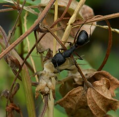 Camponotus compressus