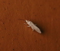Coniopterygidae