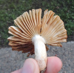 Russula foetens