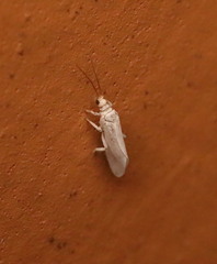 Coniopterygidae