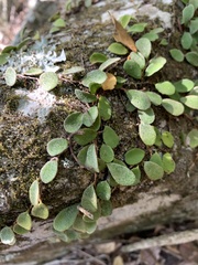 Pyrrosia confluens