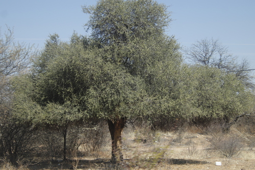 Shepherds tree