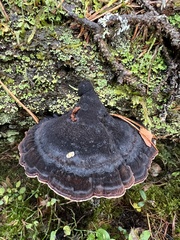 Ischnoderma benzoinum