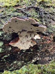 Ischnoderma benzoinum