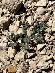 Euphorbia serrula
