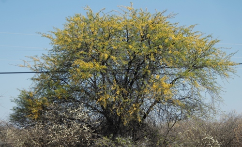 Camel Thorn