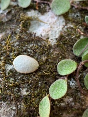 Pyrrosia confluens