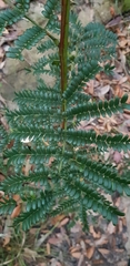 Acacia terminalis