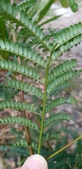 Acacia terminalis