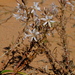 Trachyandra arenicola - Photo (c) Nick Helme, some rights reserved (CC BY-SA), uploaded by Nick Helme