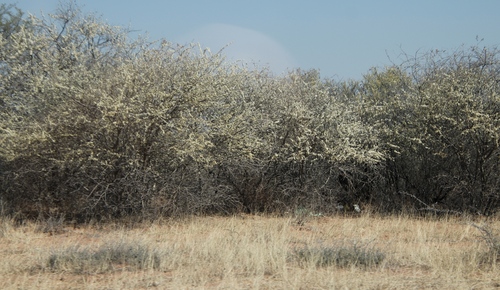 Black Thorn