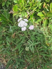 Achillea millefolium