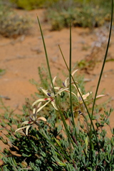 Babiana brachystachys