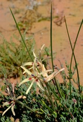 Babiana brachystachys
