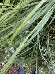 Campanula aparinoides