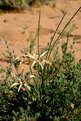 Babiana brachystachys