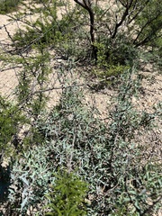 Berberis trifoliolata