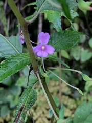 Impatiens dasysperma