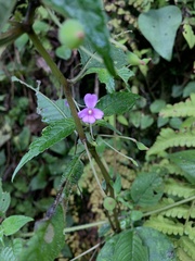 Impatiens dasysperma