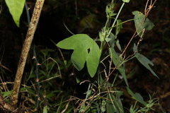 Passiflora subpeltata