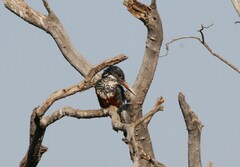 Megaceryle maxima maxima