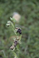 Ophrys
