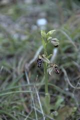 Ophrys