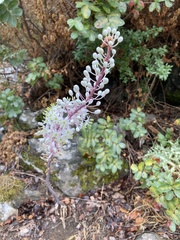 Drimia numidica