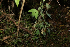 Passiflora subpeltata