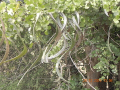 Dolichandrone falcata