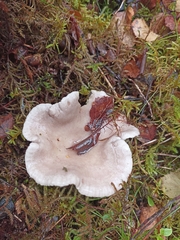Lactarius glyciosmus