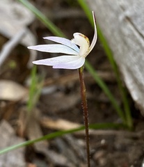 Caladenia fuscata