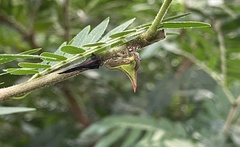 Umbonia