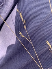 Eriachne pallescens