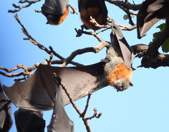 Pteropus poliocephalus