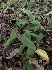 Convallaria