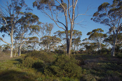 Eucalyptus salmonophloia