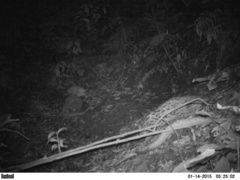 Prionailurus bengalensis