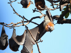Pteropus poliocephalus