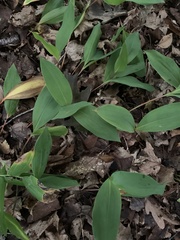 Convallaria majalis