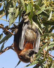 Pteropus poliocephalus