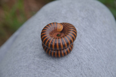 Thyropygus allevatus