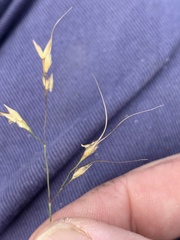 Eriachne pallescens