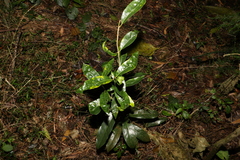 Coelospermum paniculatum