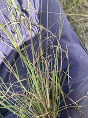Eriachne pallescens